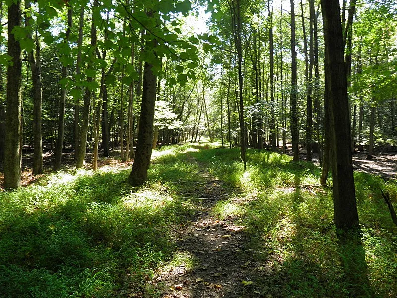 Affordable Tesla Services In Mount Laurel, NJ 14 Rancocas State Park in Mount Laurel, NJ